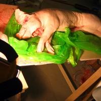 http://dejodelacombe.com/files/gimgs/th-2_BERLIN EXPO Cochon 1.jpg